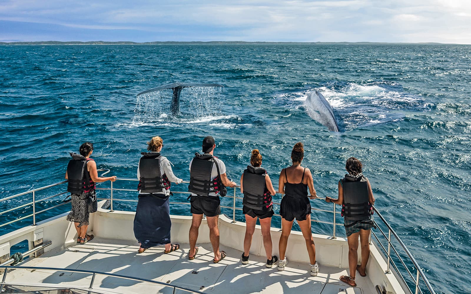 From Christchurch: Kaikoura Whale Watching Small Group Tour with Lunch