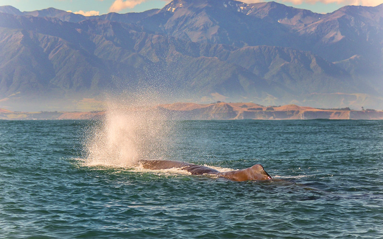 From Christchurch: Kaikoura Whale Watching Small Group Tour with Lunch tickets in Kaikoura - Attractions | TickYourList