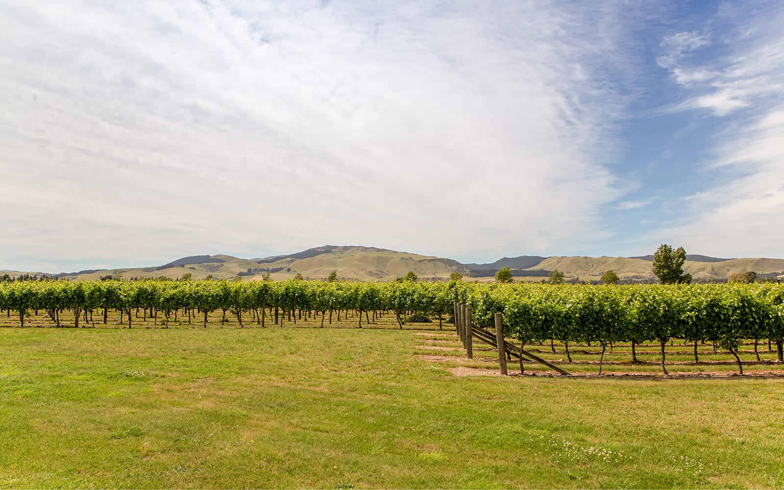 From Christchurch: Kaikoura Whale Watching Small Group Tour with Lunch tickets in Kaikoura - Activities | TickYourList