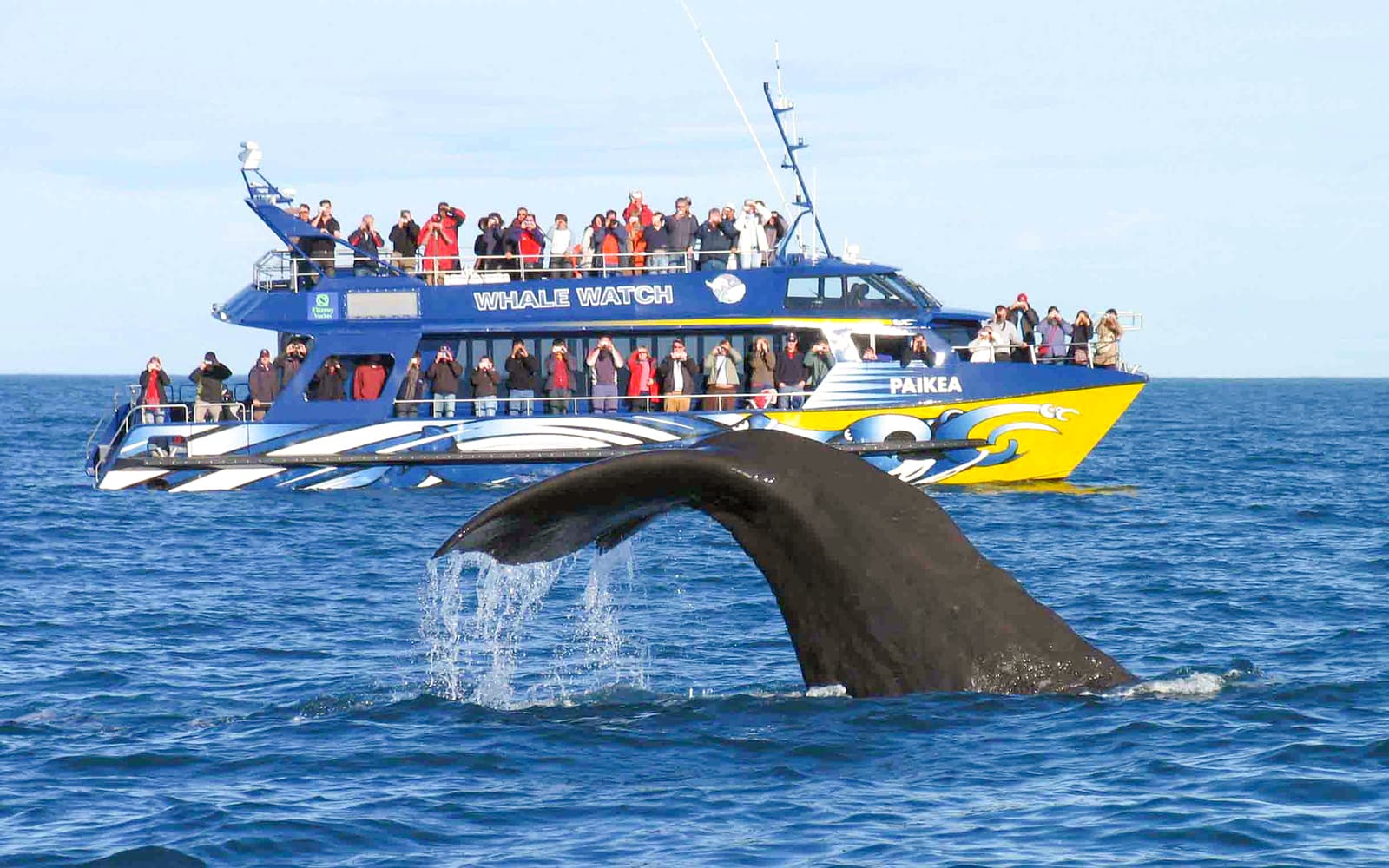 From Christchurch: Kaikoura Whale Watch Day Trip with Round-Trip Transfers