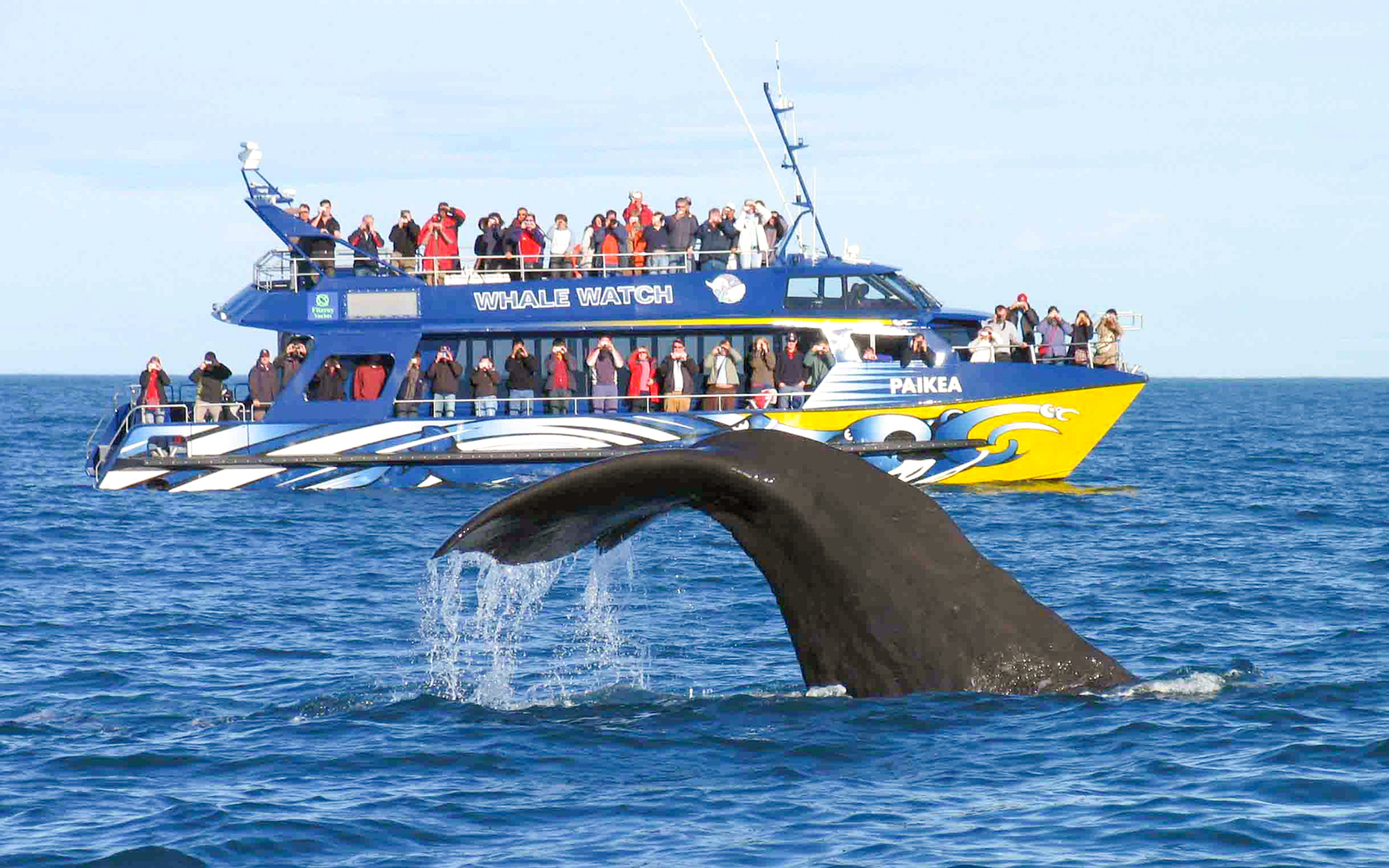 From Christchurch: Kaikoura Whale Watch Day Trip with Round-Trip Transfers