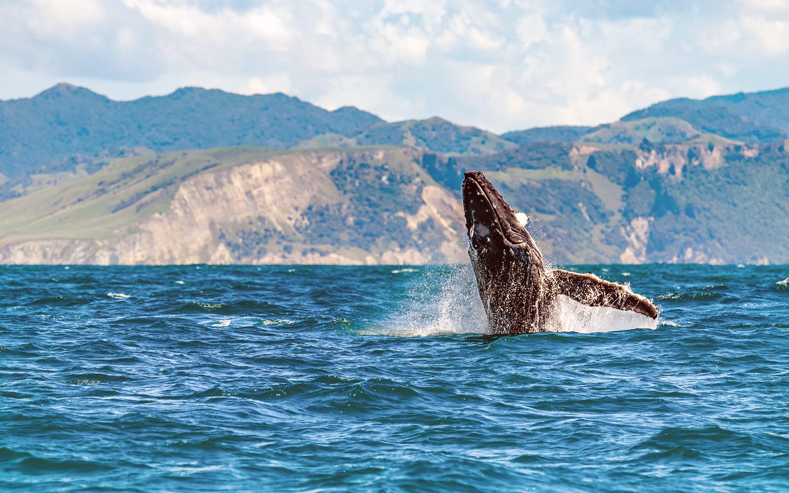 From Christchurch: Kaikoura Whale Watch Day Trip with Round-Trip Transfers tickets in Kaikoura - Attractions | TickYourList