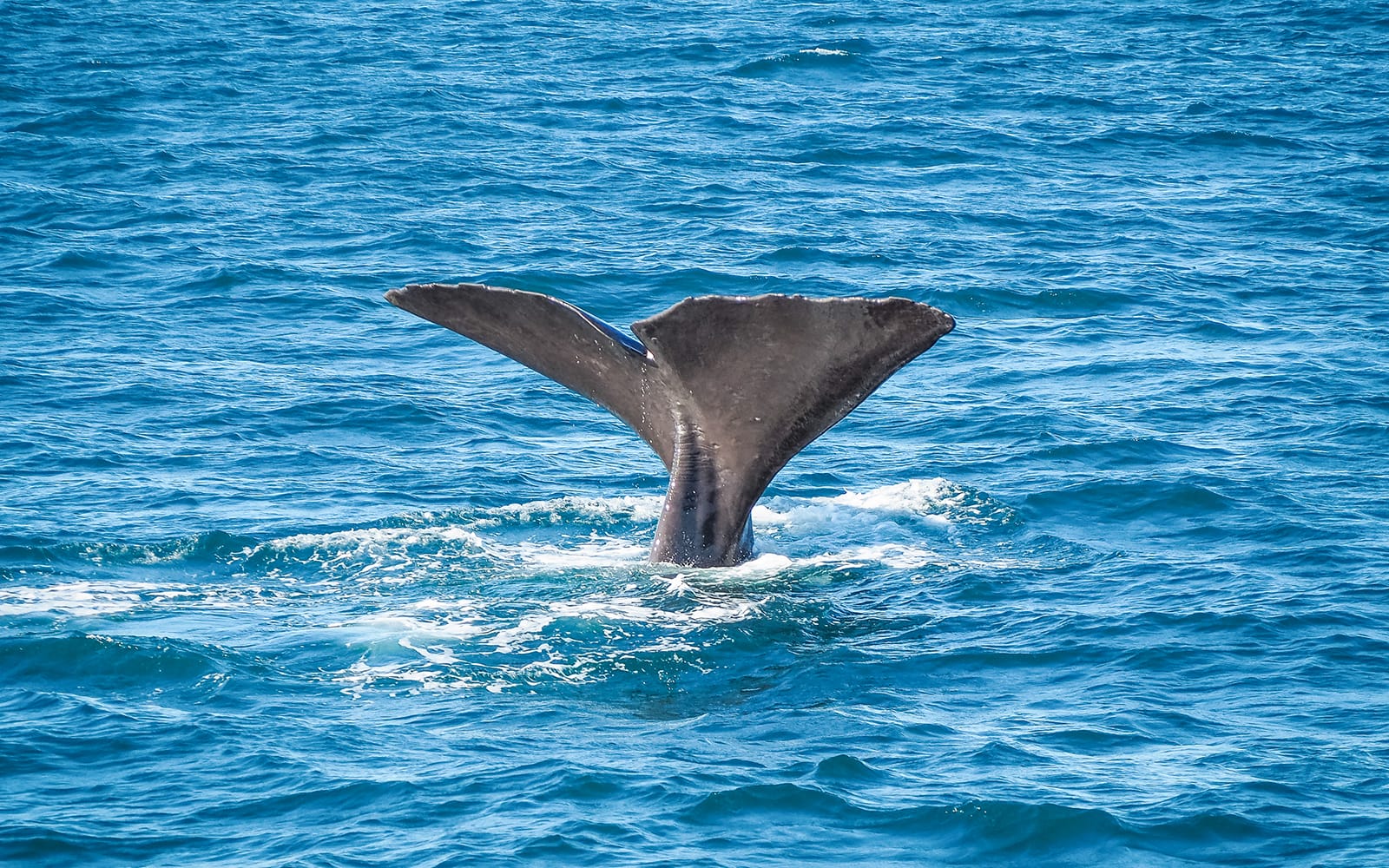 From Christchurch: Kaikoura Whale Watch Day Trip with Round-Trip Transfers tickets in Kaikoura - Activities | TickYourList