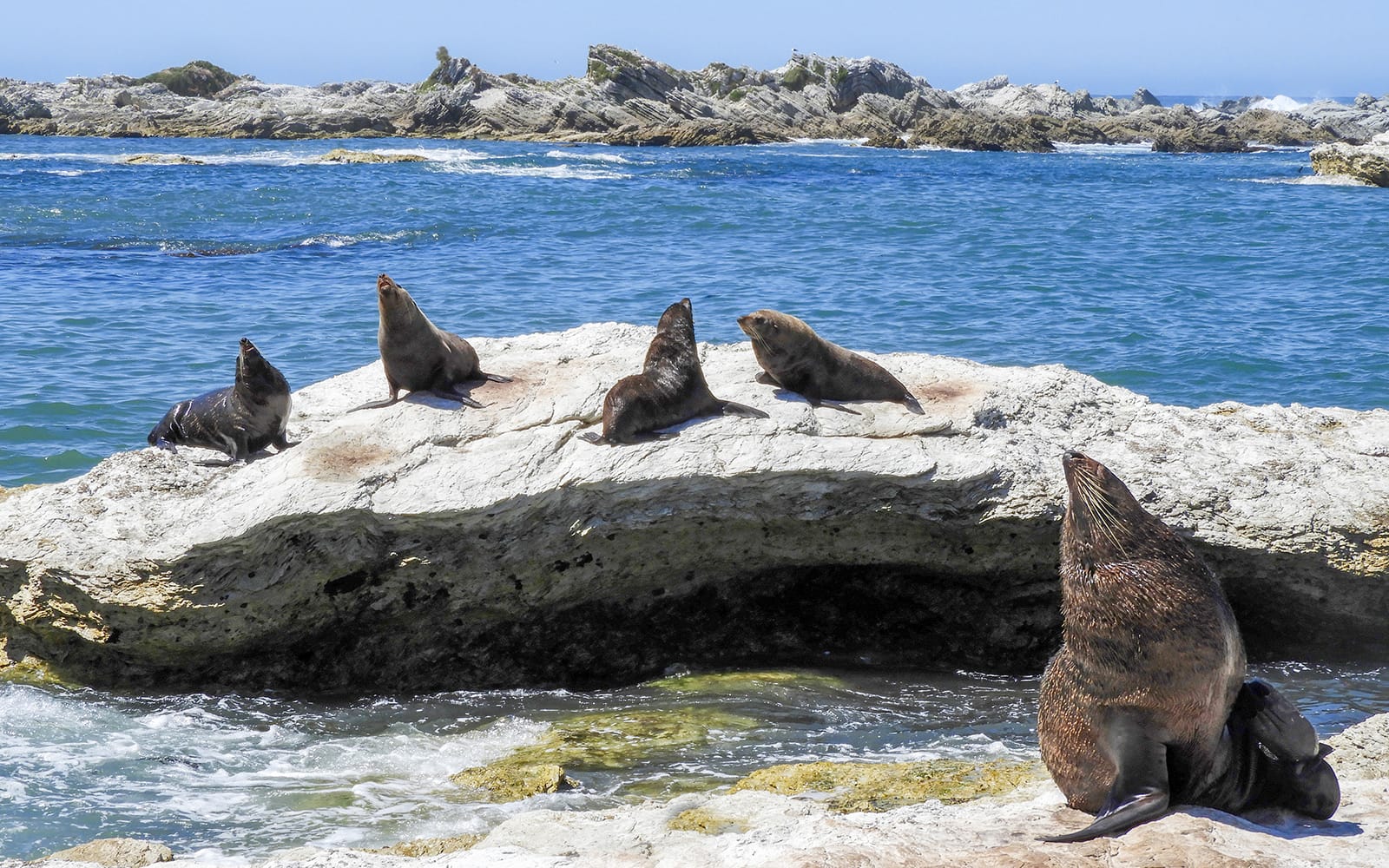 From Christchurch: Kaikoura Whale Watch Day Trip with Round-Trip Transfers tickets in Kaikoura - Features | TickYourList