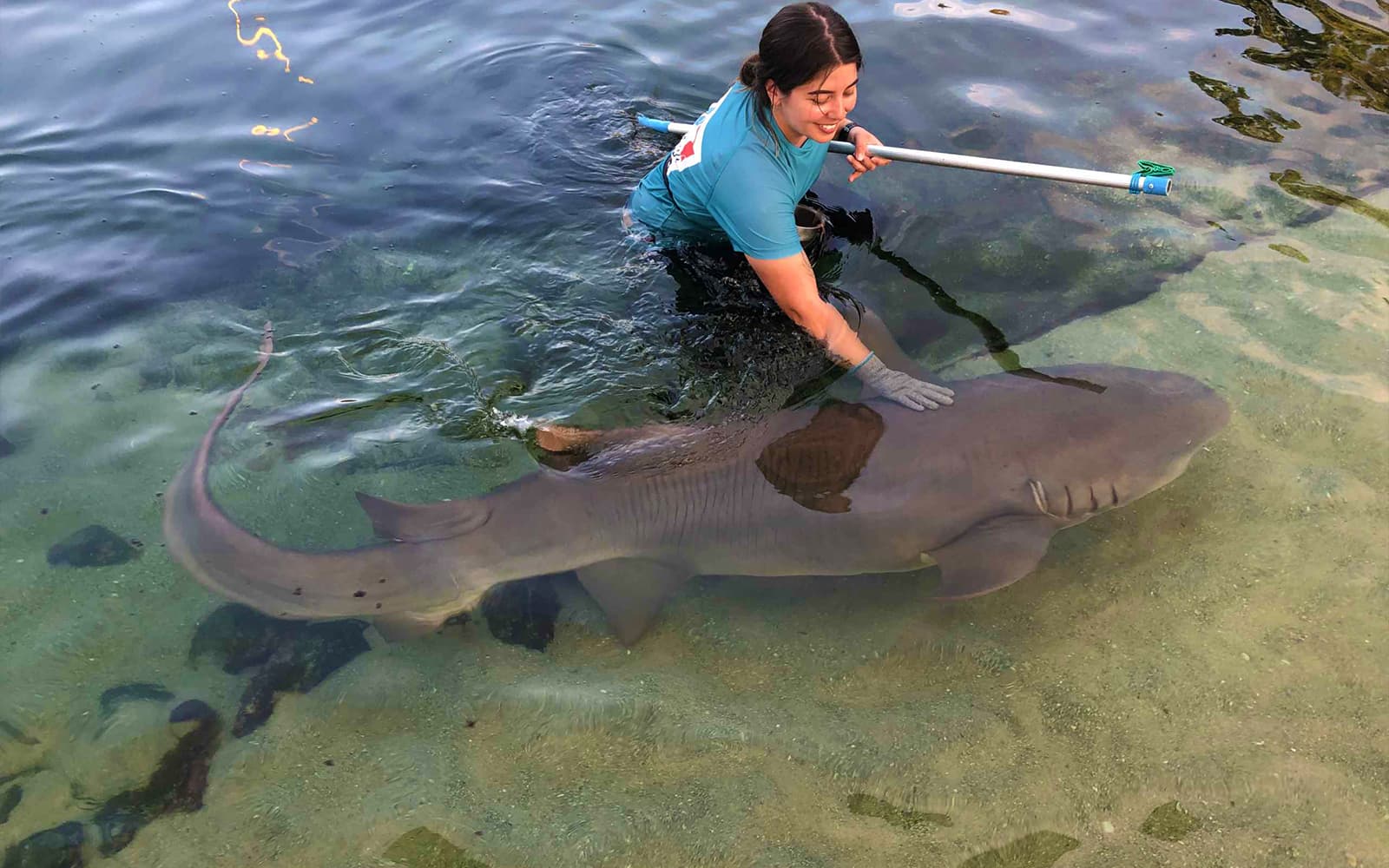 Irukandji Tawny Nurse Shark Encounter Tickets