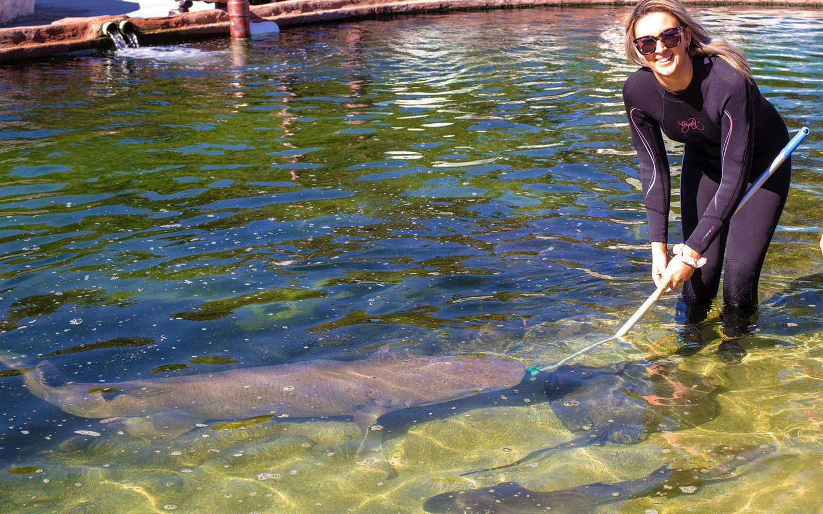 Irukandji Tawny Nurse Shark Encounter Tickets in Port Stephens - Attractions | TickYourList