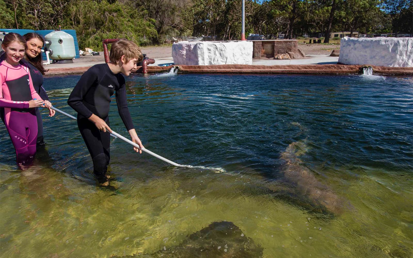 Irukandji Tawny Nurse Shark Encounter Tickets in Port Stephens - Explore More | TickYourList