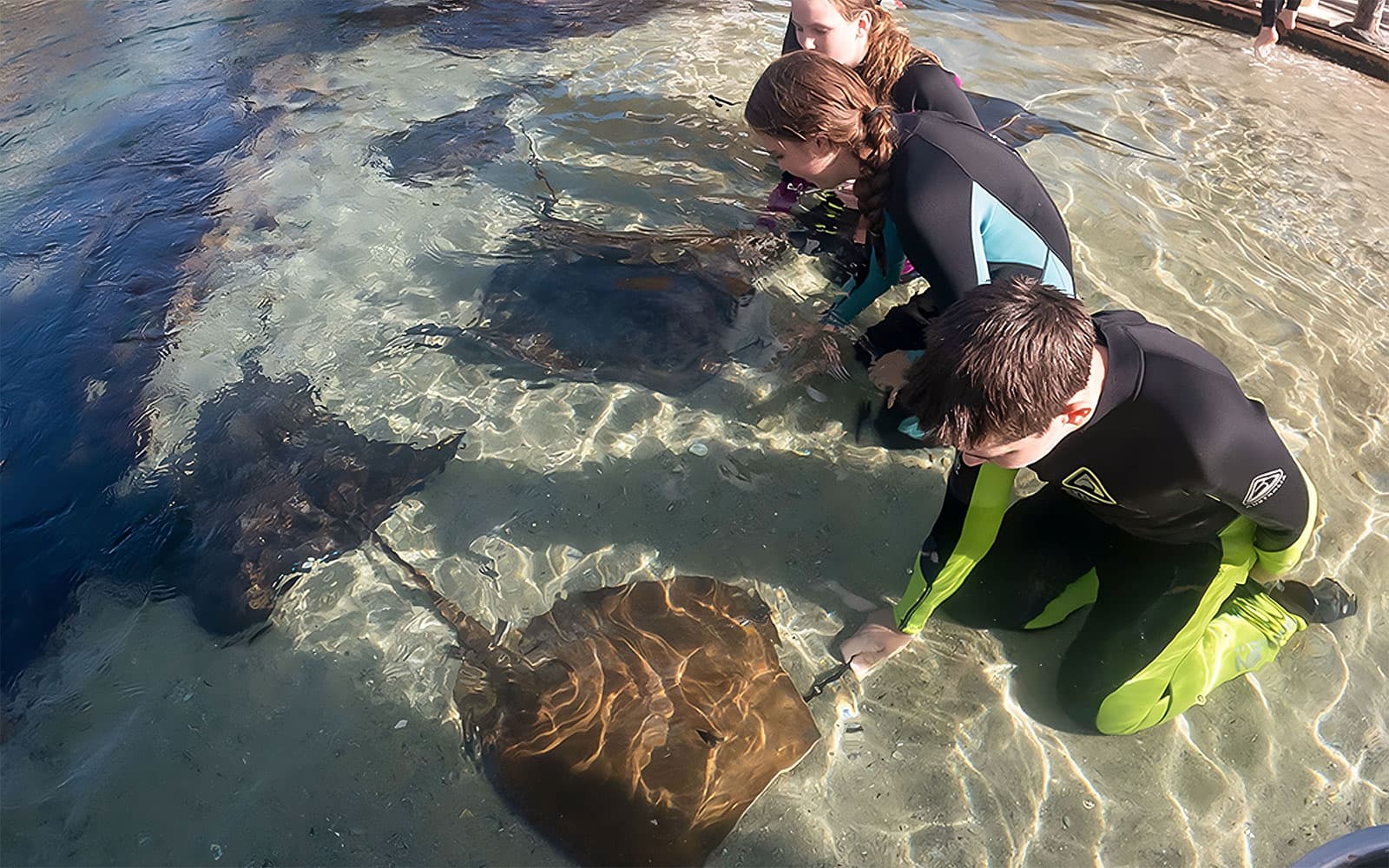 Irukandji Entry Pass with Little Ray Cuddle Experience tickets in Port Stephens - Highlights | TickYourList