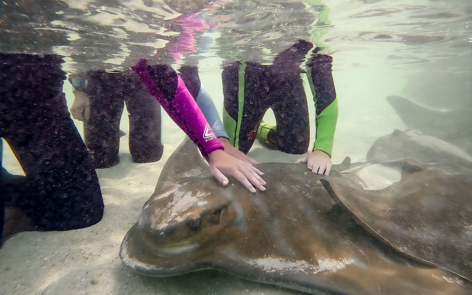 Irukandji Entry Pass with Little Ray Cuddle Experience tickets in Port Stephens - Full Experience | TickYourList