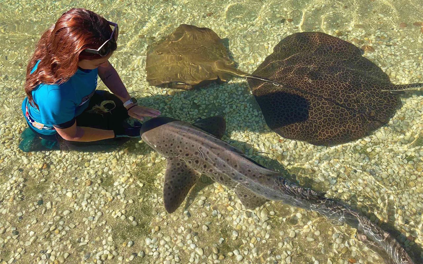 Tickets to Irukandji Shark & Ray Encounters with Zebra Shark Feeding Experience in Port Stephens - Book Now | TickYourList