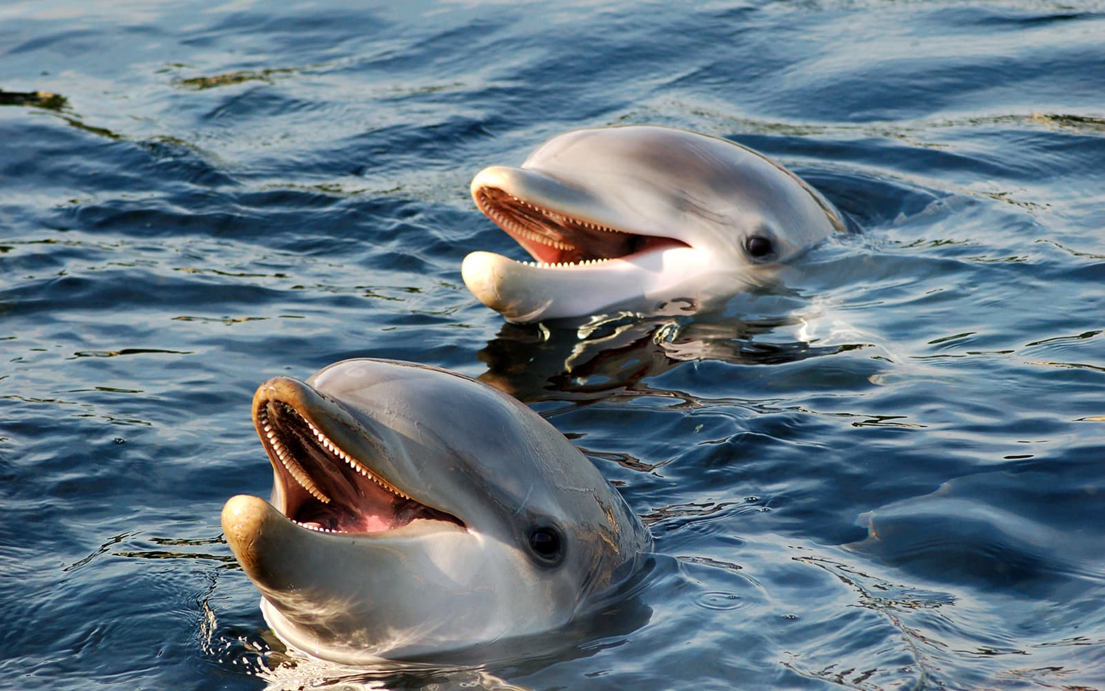 Dolphin Watching Tour at Sunset with Aperitif in Taormina tickets in Taormina - Highlights | TickYourList
