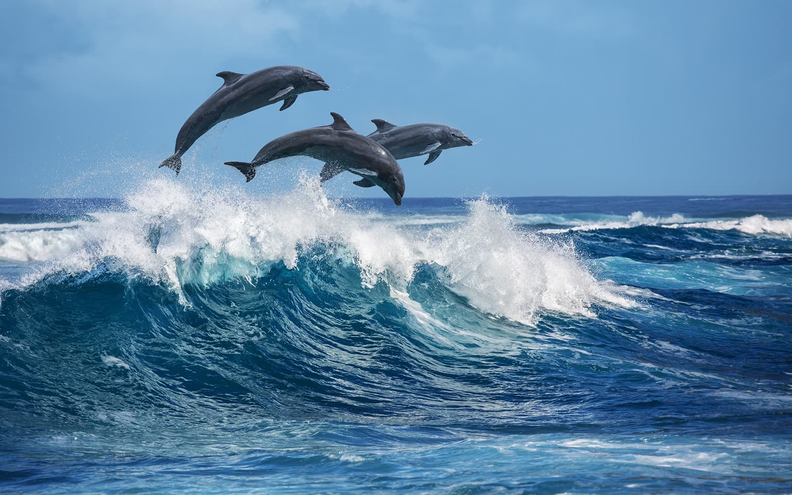 Guided Dolphin-Watching Sunset Excursion on the Taormina coast with Aperitif tickets in Taormina - Attractions | TickYourList