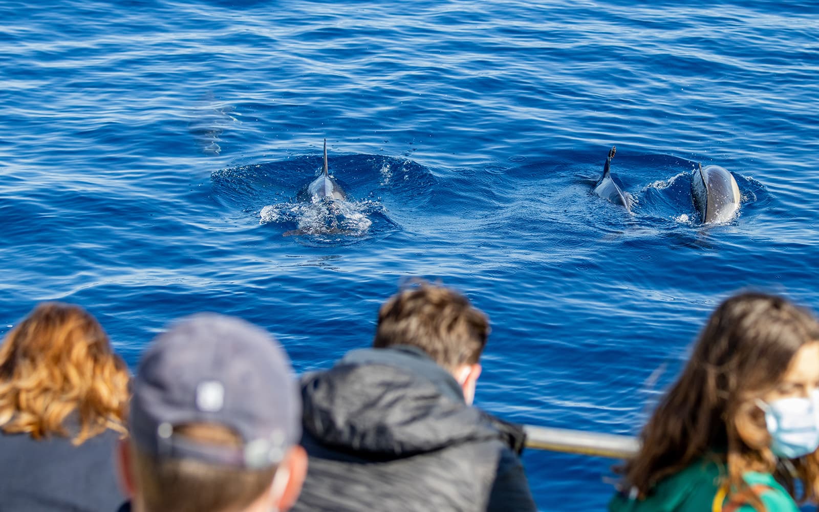 Guided Dolphin-Watching Sunset Excursion on the Taormina coast with Aperitif tickets in Taormina - Activities | TickYourList