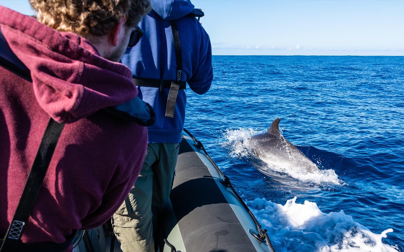Guided Dolphin-Watching Sunset Excursion on the Taormina coast with Aperitif tickets in Taormina - Highlights | TickYourList