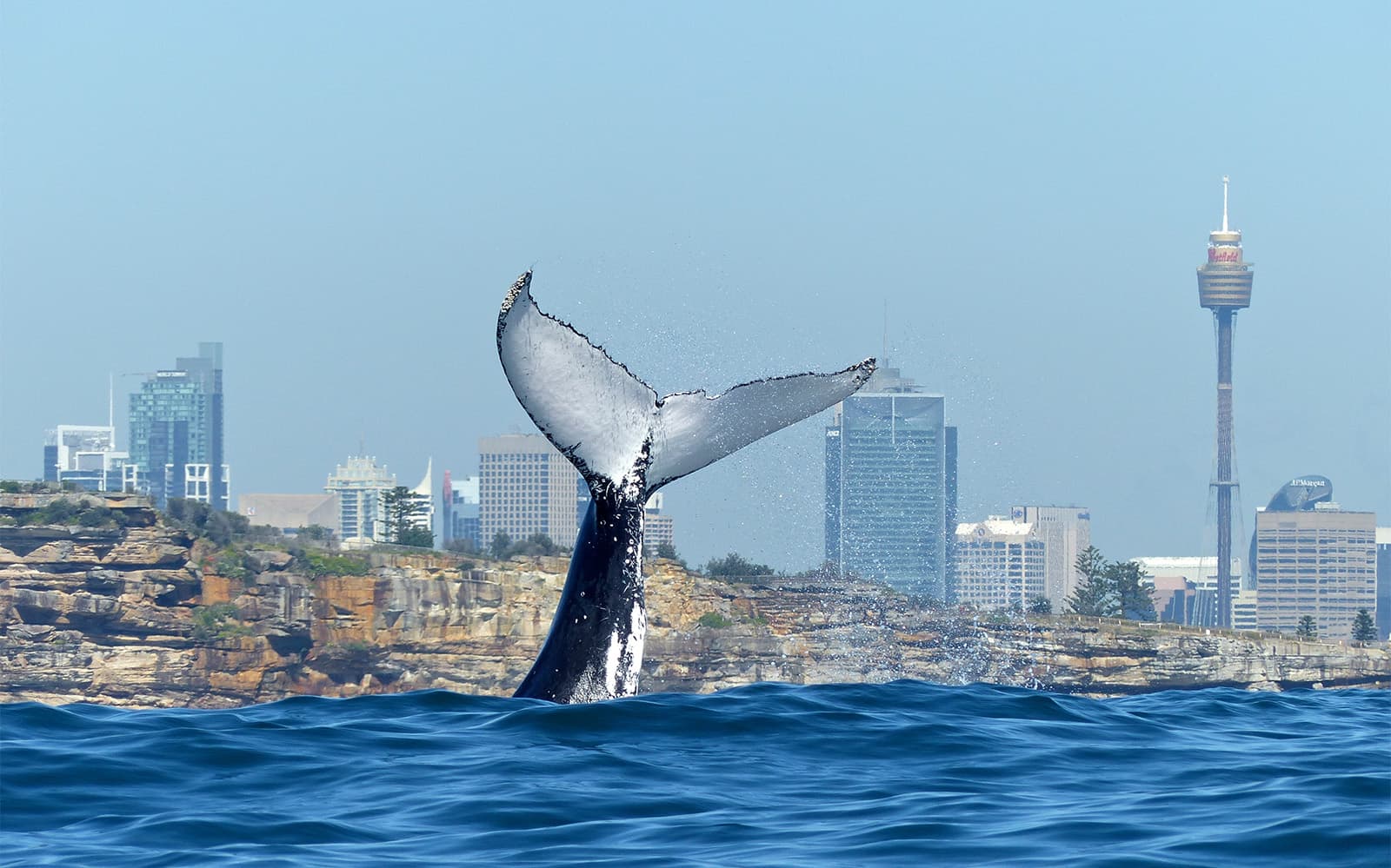 Luxury Sydney Whale Watching Cruise with Lunch and Open Bar tickets in Sydney - Attractions | TickYourList