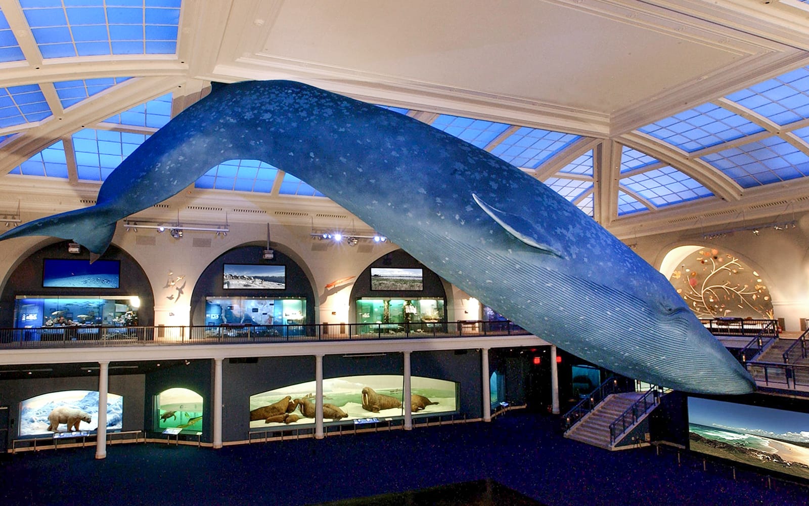 20d300acfce7b932bef1901f420bfec5-whale.jpg