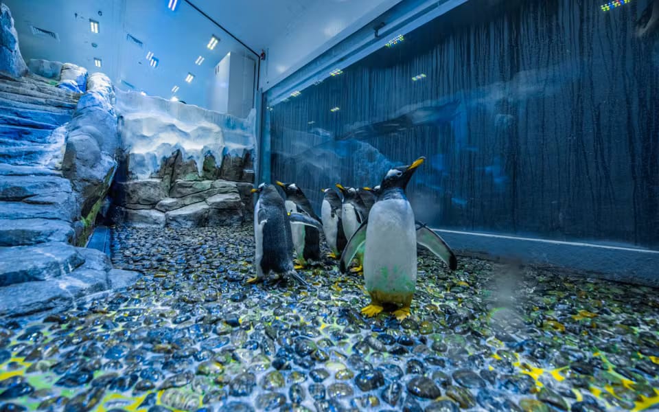 ec28c885-5f40-4ef9-8b80-c5b01d0db5c2-14608-DubaiAquariumsandunderwaterzooPenguinCoveTickets.avif
