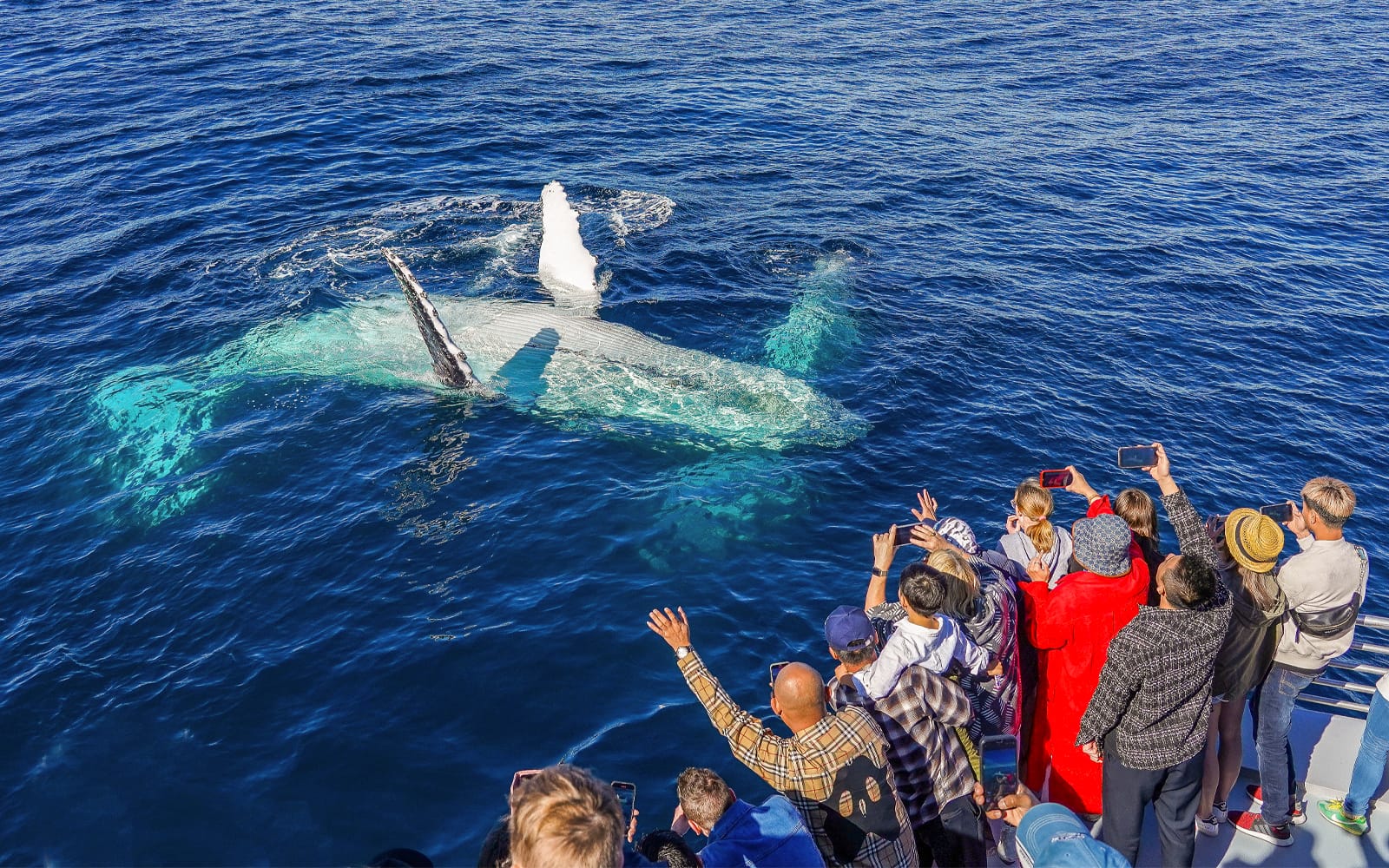 Premium Whale Watching Cruise by SeaWorld tickets in Gold Coast - Activities | TickYourList