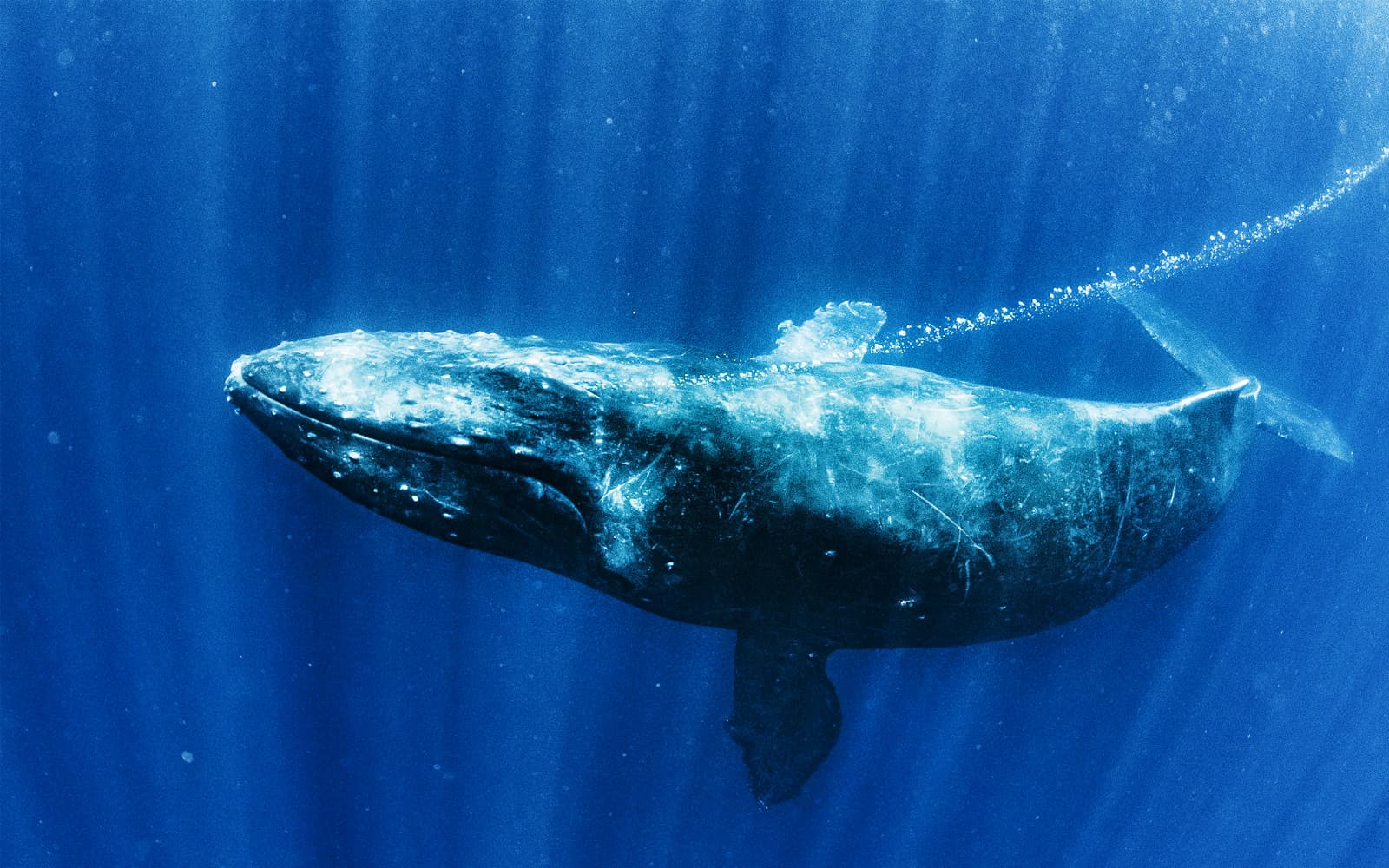 Premium Whale Watching Cruise by SeaWorld tickets in Gold Coast - Features | TickYourList