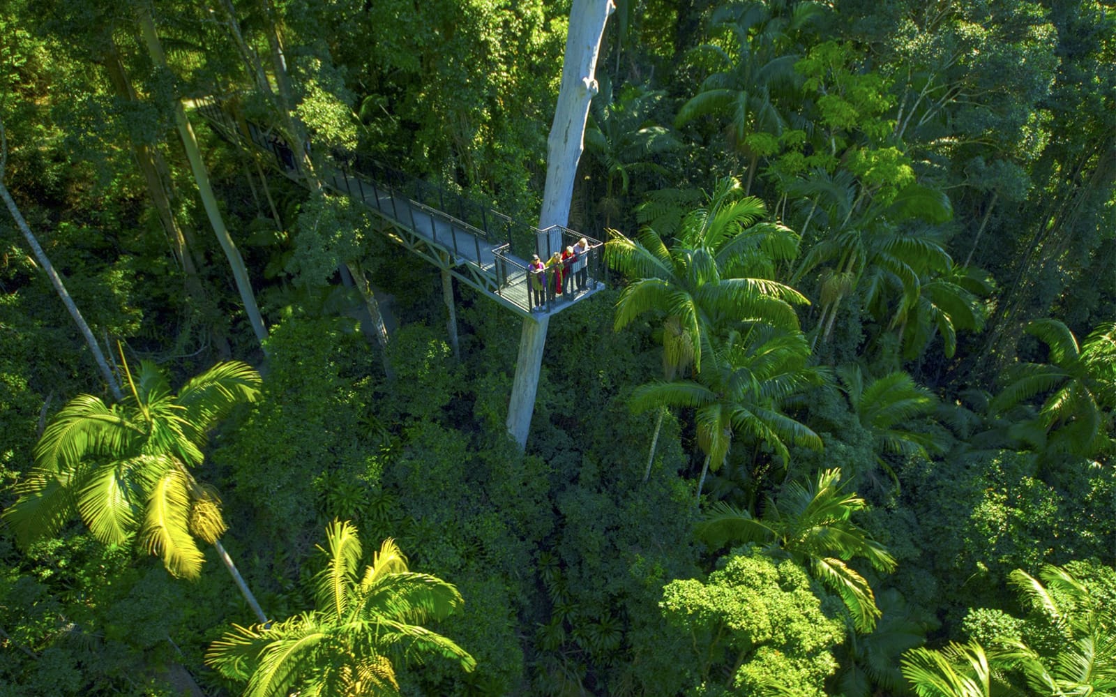 Tamborine Rainforest Skywalk Entry Tickets experience in Gold Coast | TickYourList