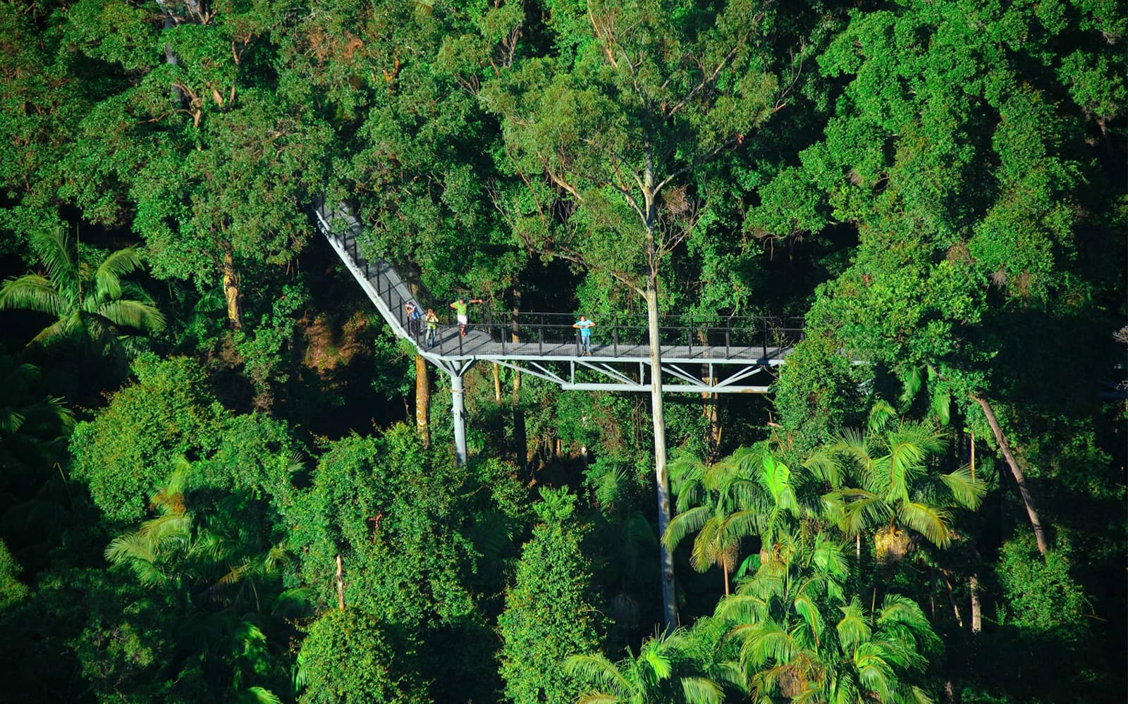 Tamborine Rainforest Skywalk Entry Tickets in Gold Coast - Attractions | TickYourList