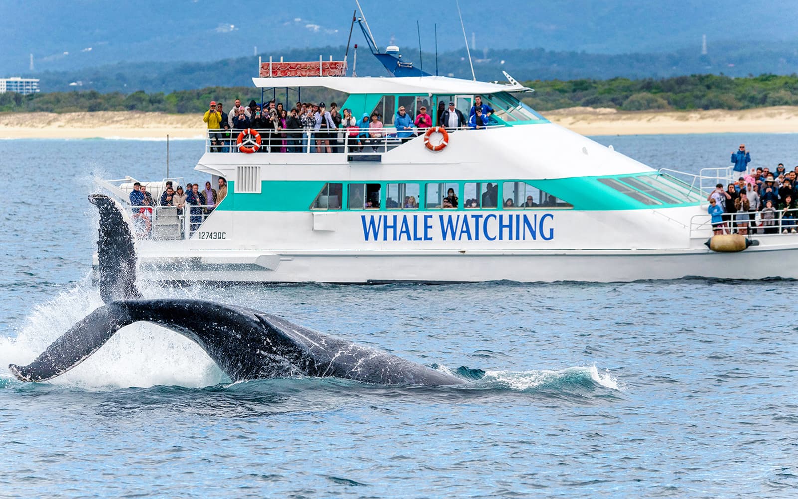 Whale Watching Cruise with Beverages & Snacks