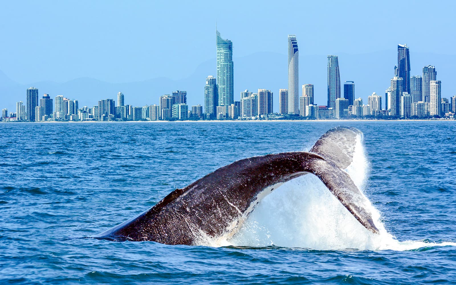 Whale Watching Cruise with Beverages & Snacks tickets in Gold Coast - Attractions | TickYourList