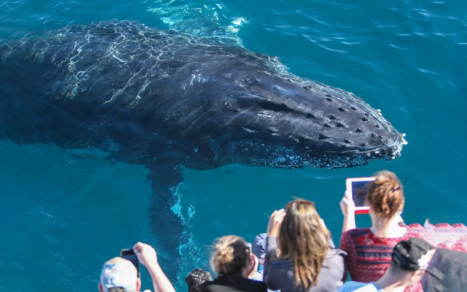 Whale Watching Cruise with Beverages & Snacks tickets in Gold Coast - Highlights | TickYourList
