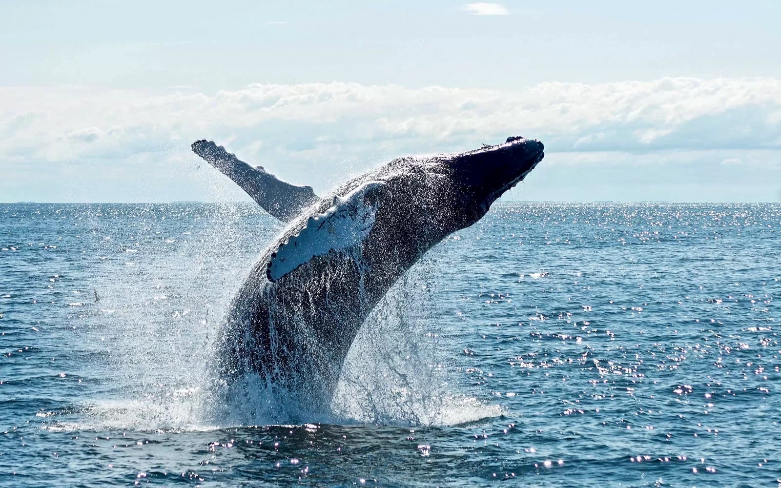 Whale Watching Cruise with Beverages & Snacks tickets in Gold Coast - Features | TickYourList