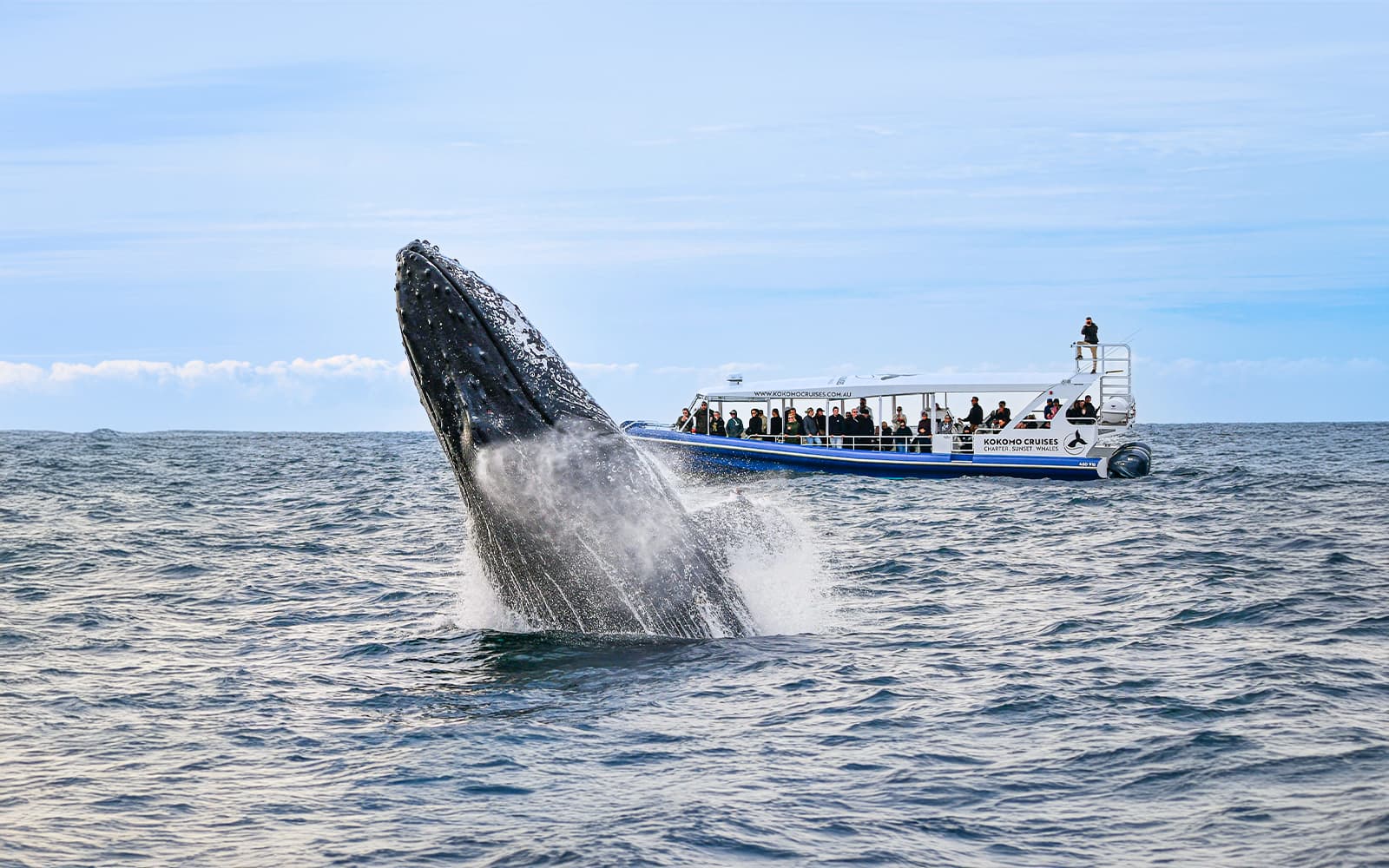 Whale Watching Cruise with Front Row View