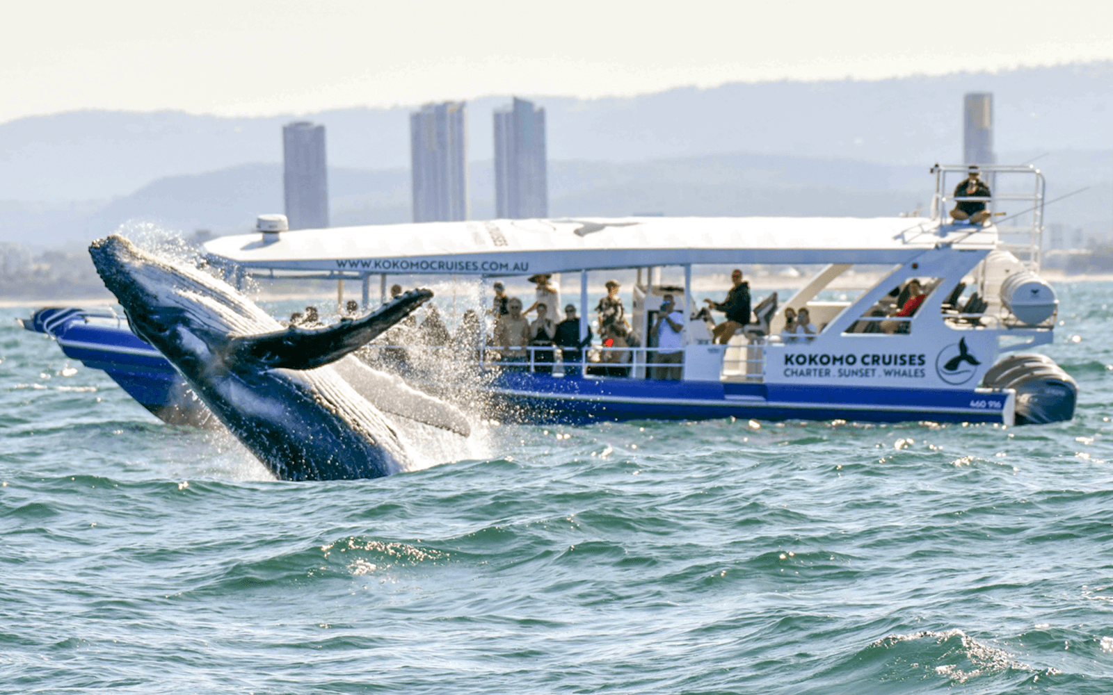 Whale Watching Cruise with Front Row View tickets in Gold Coast - Attractions | TickYourList