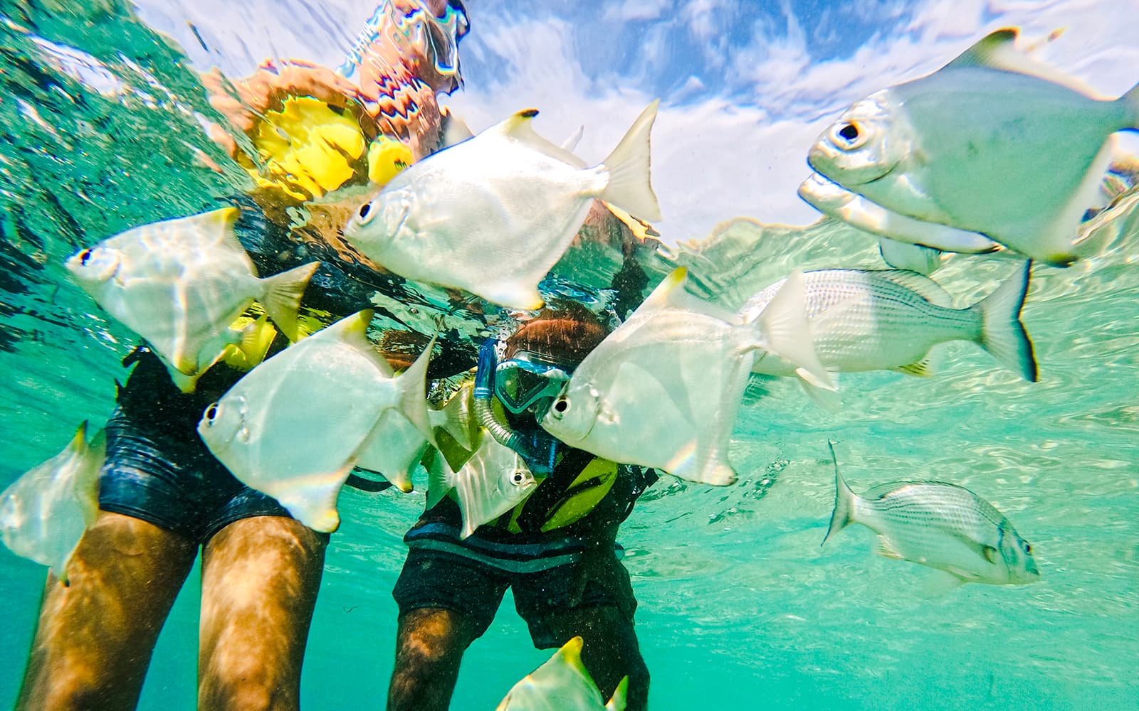Gold Coast Dolphin Kayaking & Snorkel Tour tickets in Gold Coast - Highlights | TickYourList