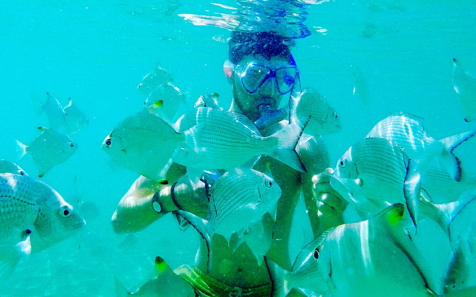 Gold Coast Dolphin Kayaking & Snorkel Tour tickets in Gold Coast - Features | TickYourList