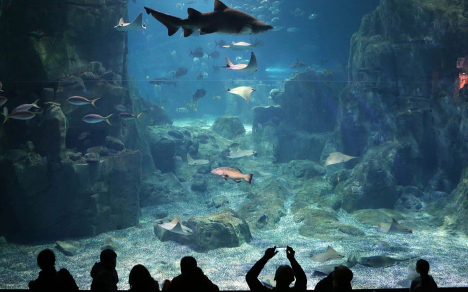 e628a3f45d9be5195ec63341d01b7e2c-20219-istanbul-istanbul-aquarium-ticket-and-transfer-05.jpg