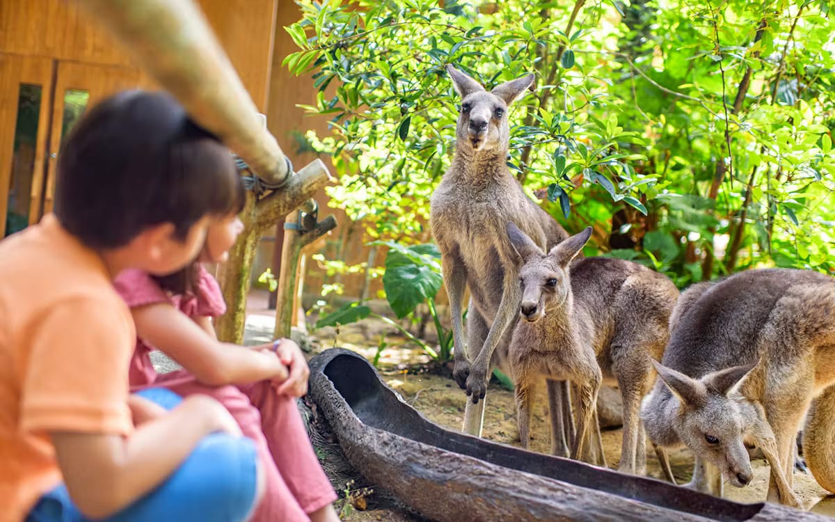 2d352e70-bc92-4660-a03a-9d05ca7e2e8b-7360-singapore-singapore-zoo-11.avif