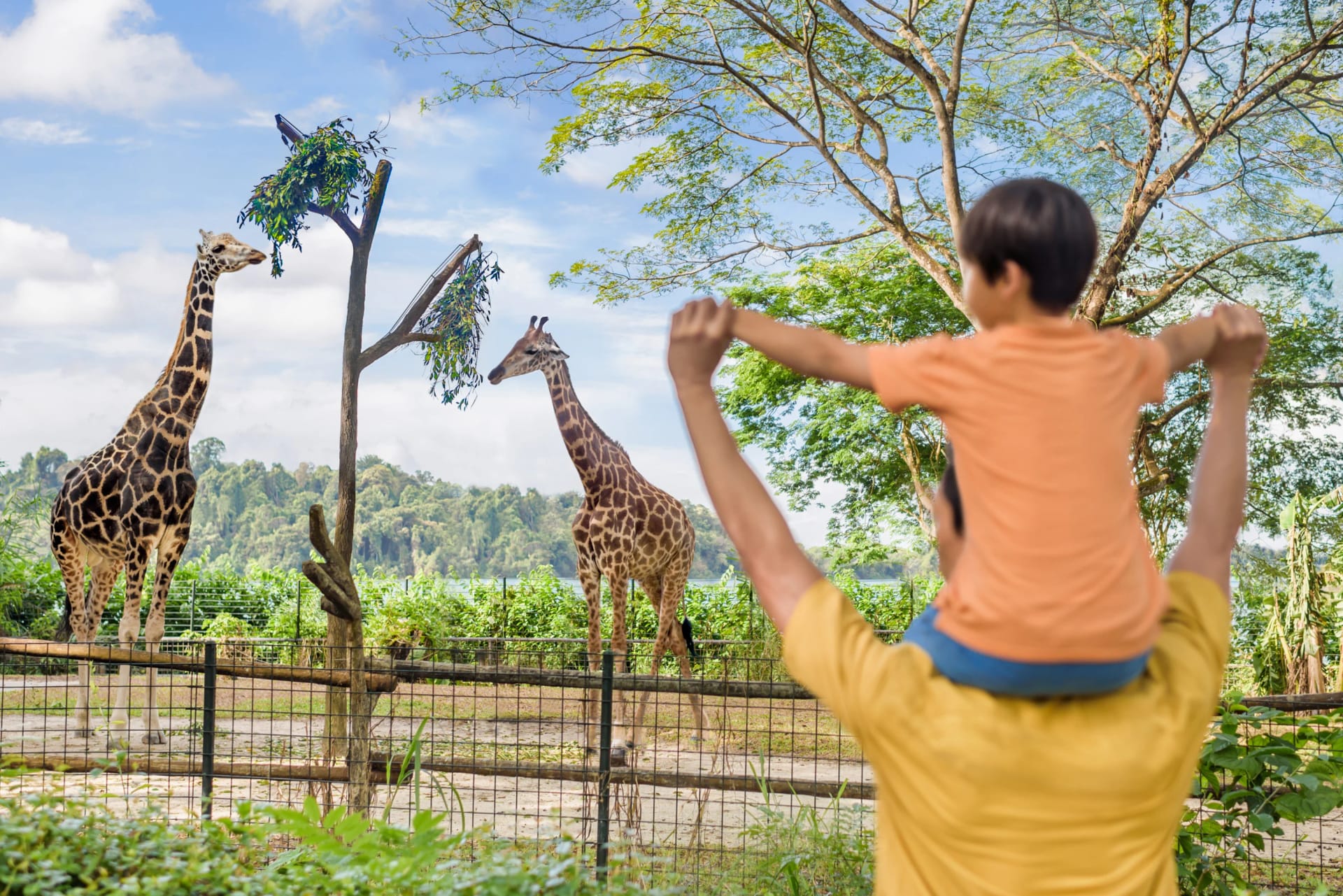 Father and child enjoying giraffe feeding at Singapore Zoo
