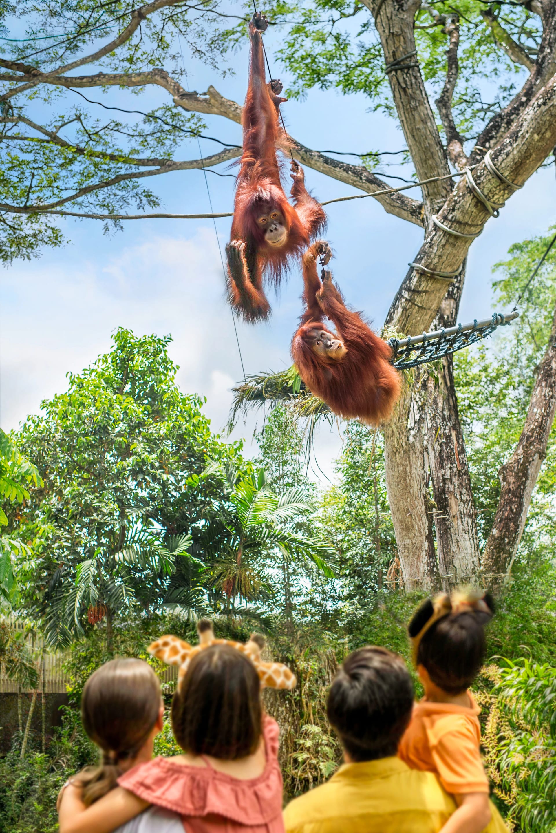Orangutans interacting on their island at Singapore Zoo