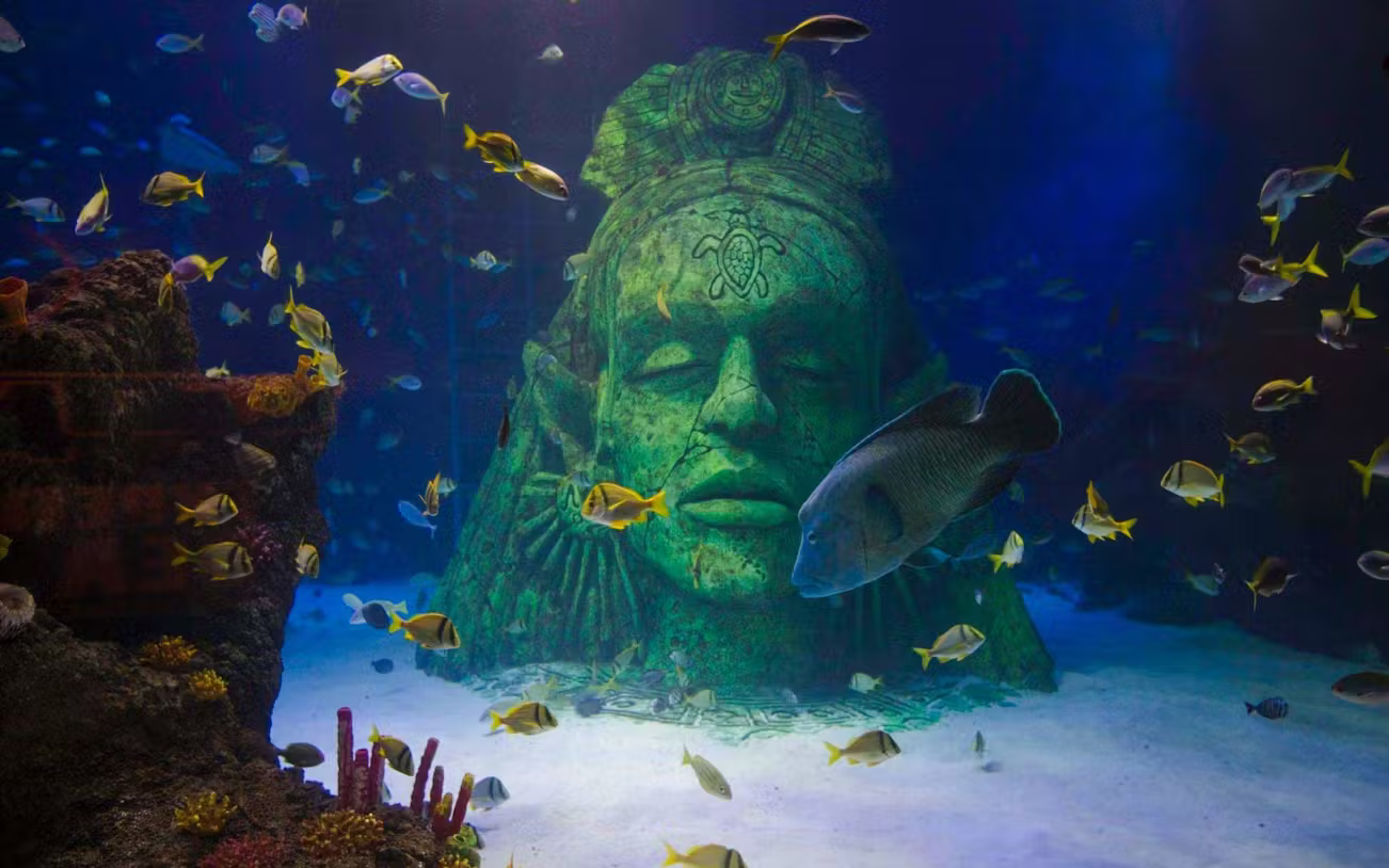 Tickets-71ea5d6d-8a7c-439e-b052-ceb69ddc1586-1765266397180-napoleon-wrasse.avif