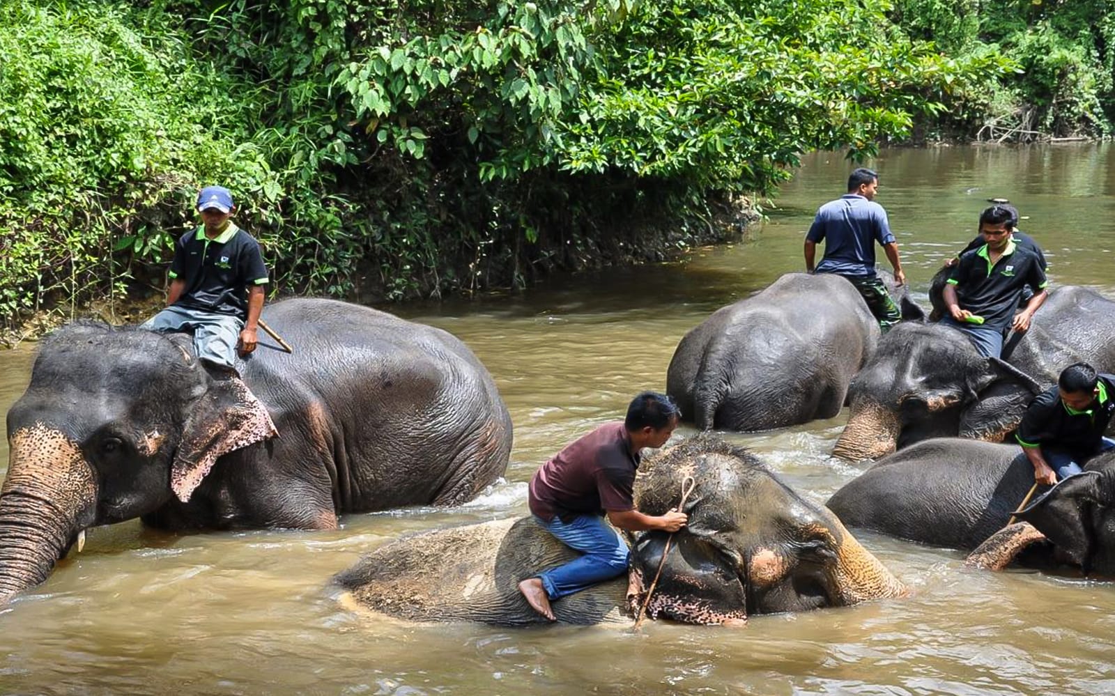 516c565c-962e-4703-87c1-47226f8173ba-18159-kuala-lumpur-elephant-sanctuary-wildlife-interaction-and-batu-caves-tour-from-kuala-lumpur-01.jpg