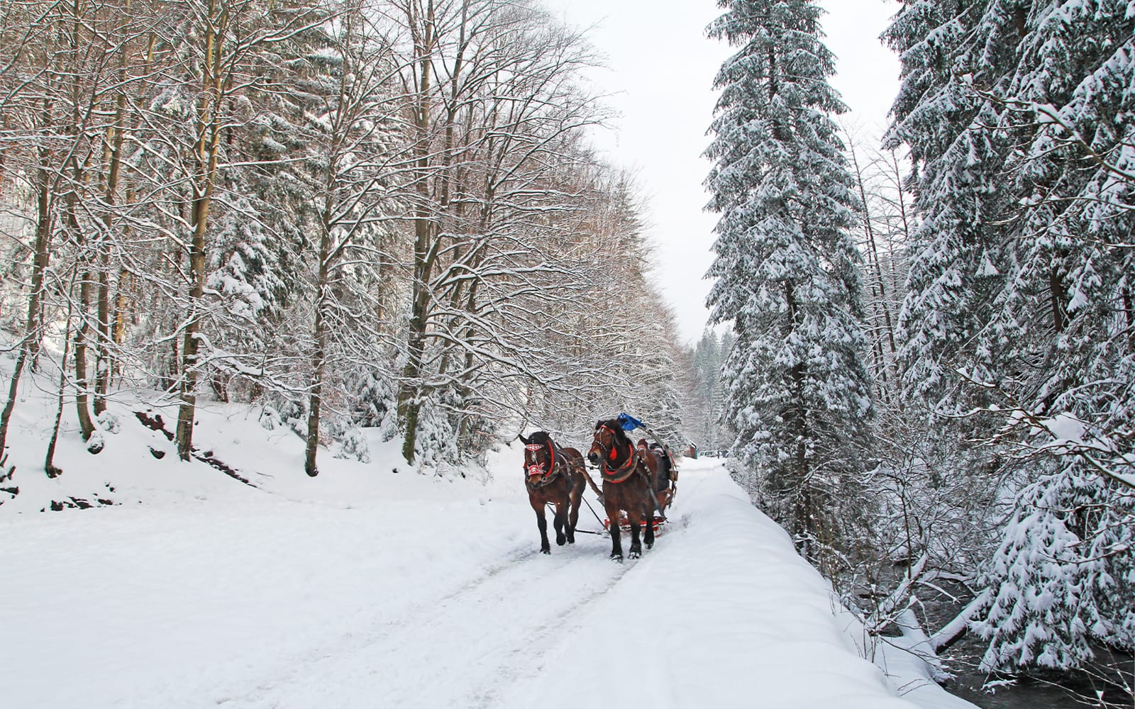 58a56784ca2ad18d2c72a1d26c82d4f4-29954-krakow-zakopane-horse-drawn-rides-with-bonfire-meal-05.jpg