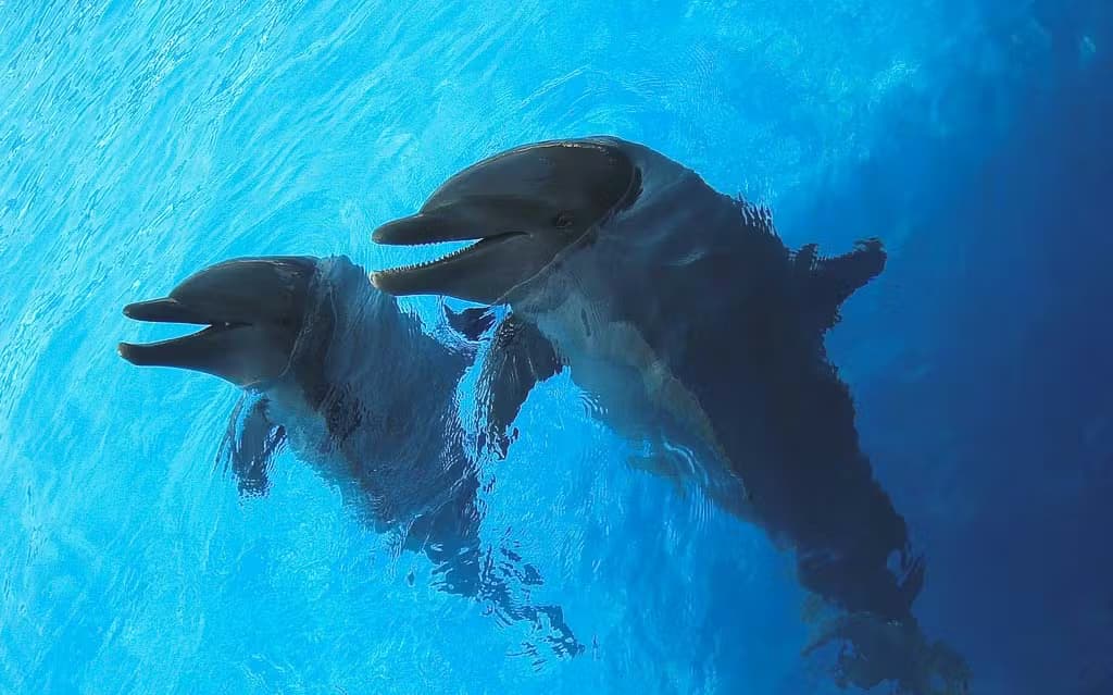 Aquariums-1434-miami-miami-seaquarium-02.avif