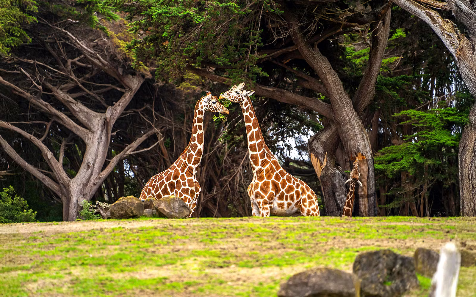 Zoos-2ff4b2b05ca8058ce5b8260f4e882d35-917-san-francisco-san-francisco-zoo-tickets-03.avif
